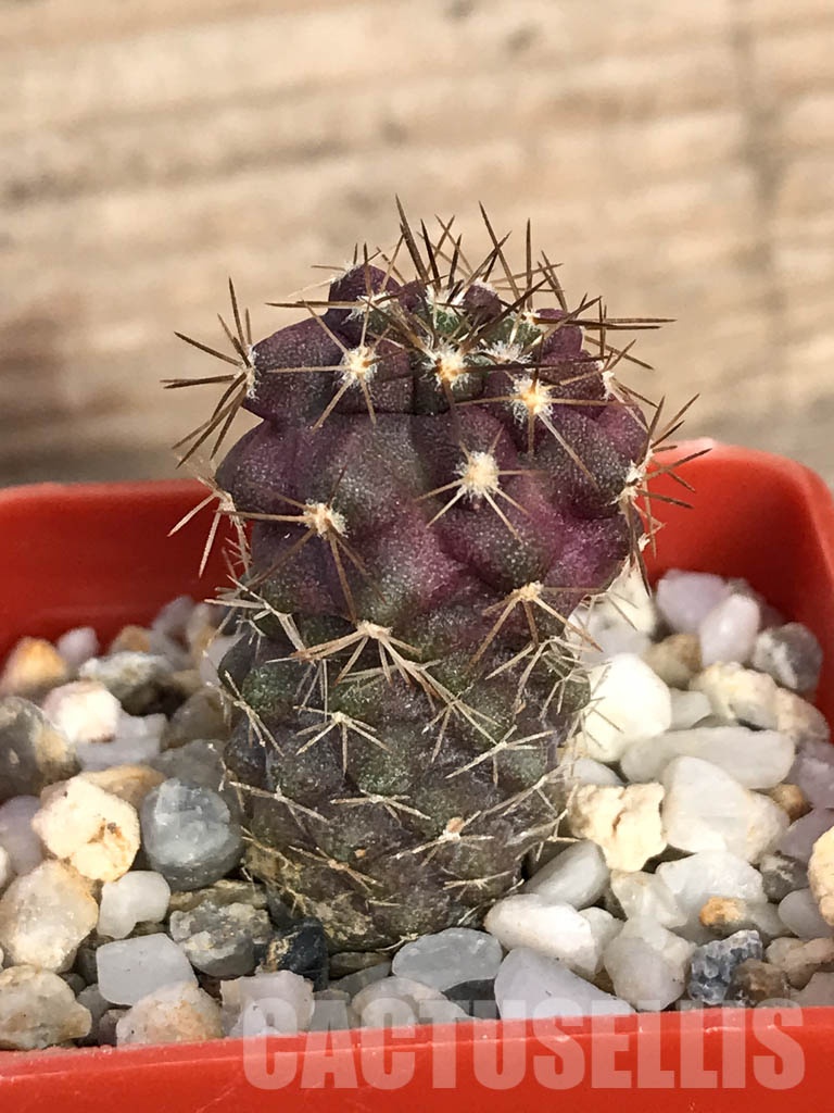 SHPR8577 Copiapoa aff. longistaminea, La Madera, Chile - Image 2