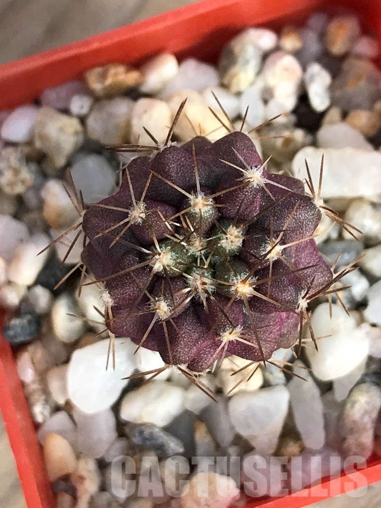 SHPR8577 Copiapoa aff. longistaminea, La Madera, Chile