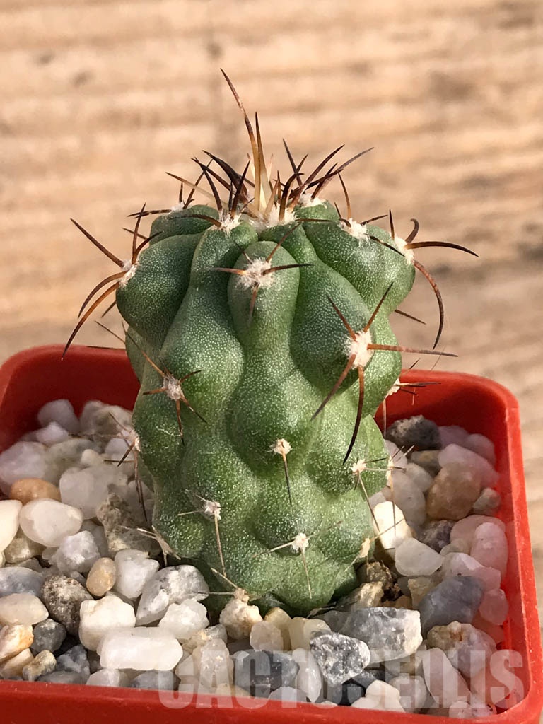 SHPR8579 Copiapoa coquimbana