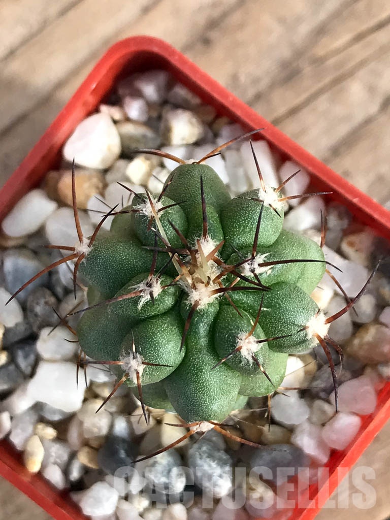 SHPR8579 Copiapoa coquimbana - Image 3