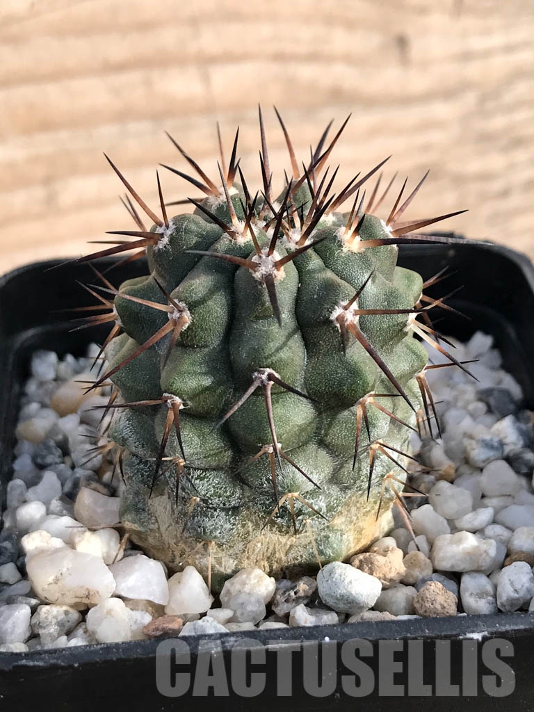 SHPR8582 Copiapoa cinerea