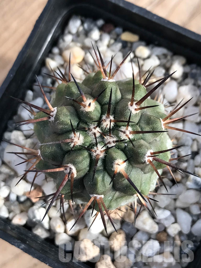 SHPR8582 Copiapoa cinerea - Image 3