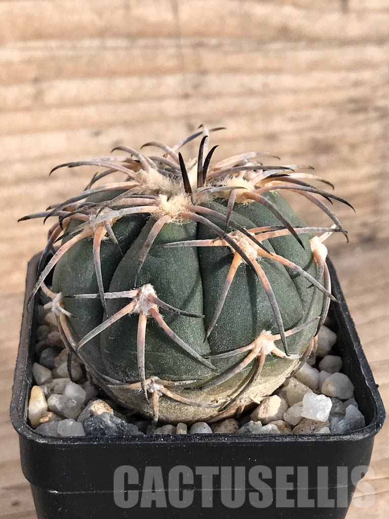 SHPR8584 Gymnocalycium spegazzinii var. major