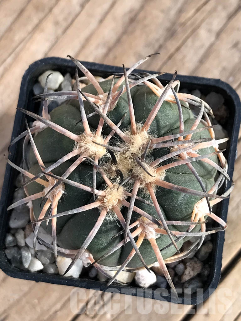 SHPR8584 Gymnocalycium spegazzinii var. major - Зображення 3