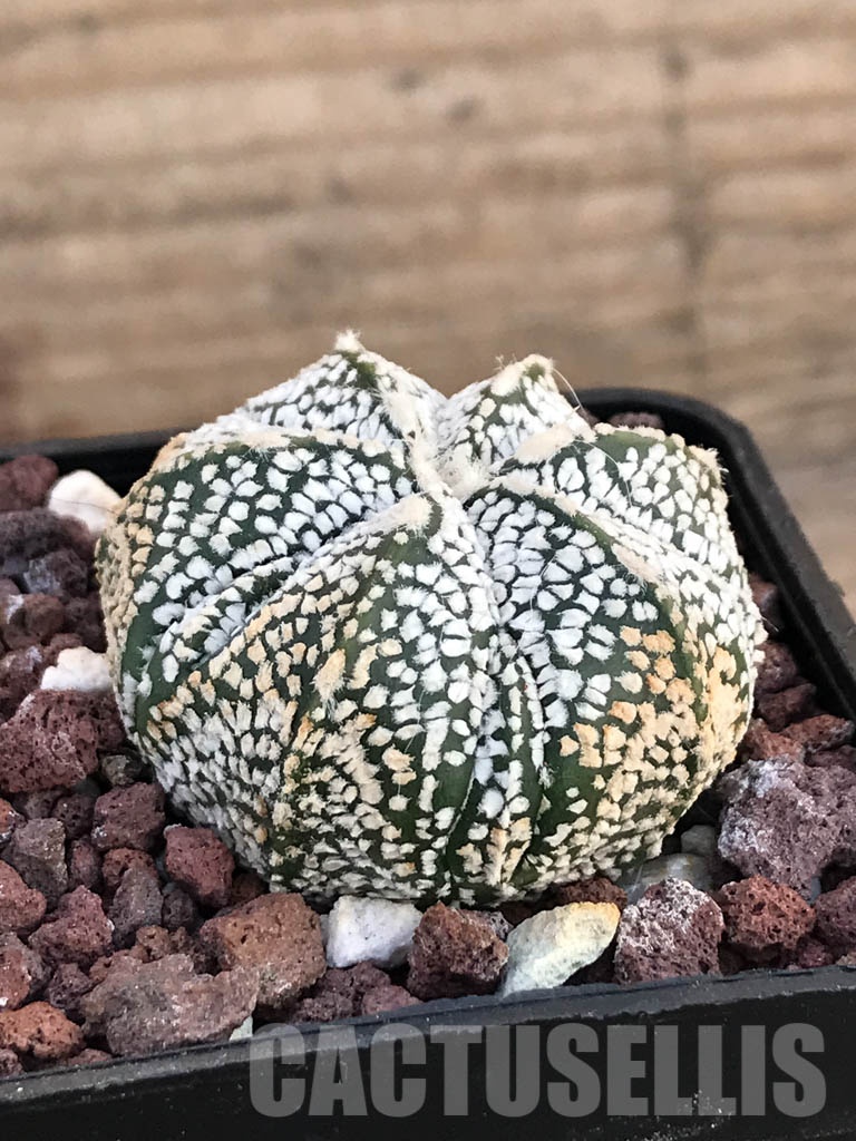 SHPR8588 Astrophytum asterias cv. Superkabuto x Onzuka - Image 2