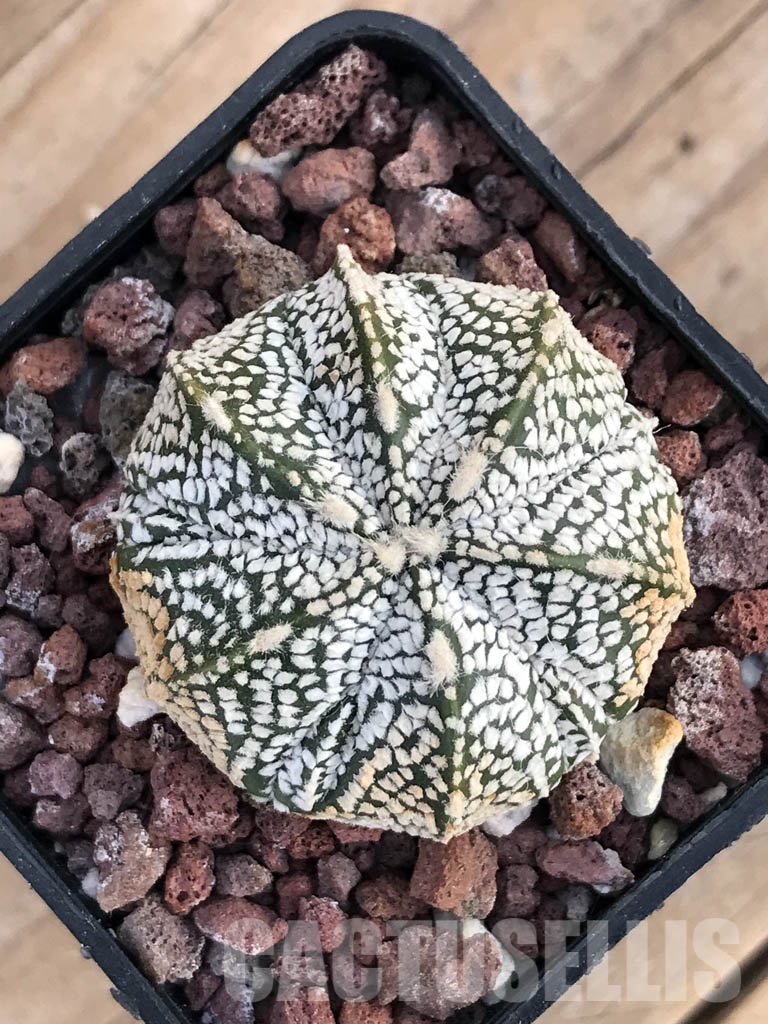 SHPR8588 Astrophytum asterias cv. Superkabuto x Onzuka