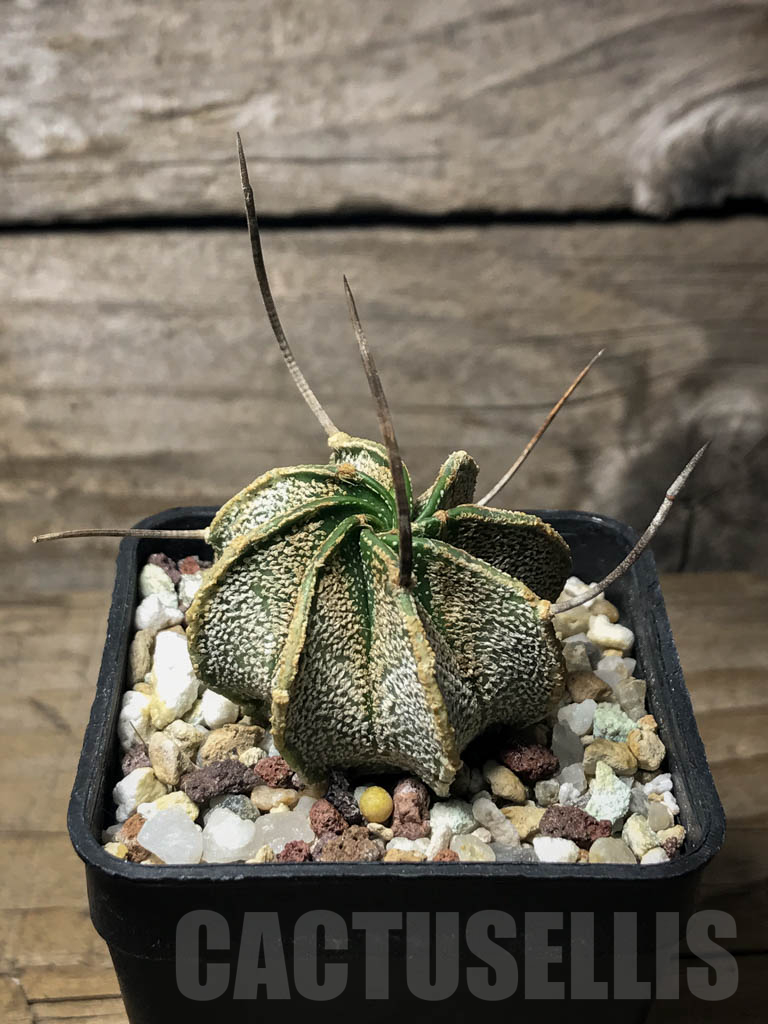 SHPR8591 Astrophytum capricorne v. major - Image 2