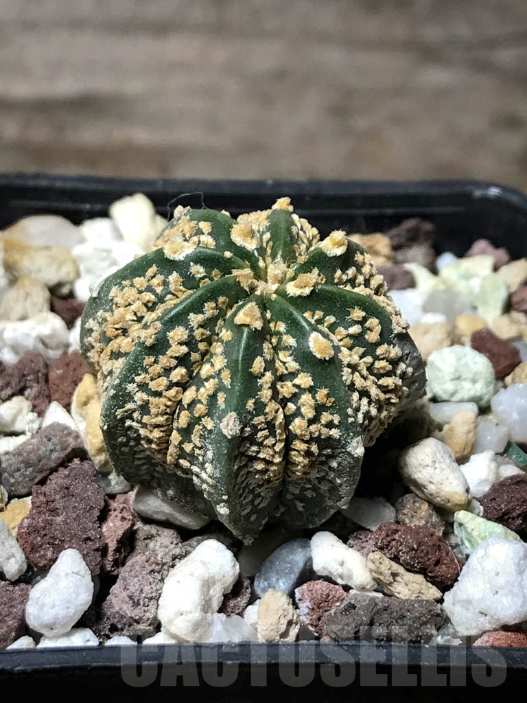 SHPR8592 Astrophytum asterias cv. Superkabuto ‘Gold’ x A. capricorne - Image 2
