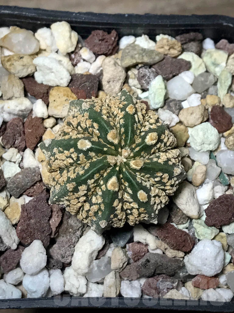SHPR8592 Astrophytum asterias cv. Superkabuto ‘Gold’ x A. capricorne