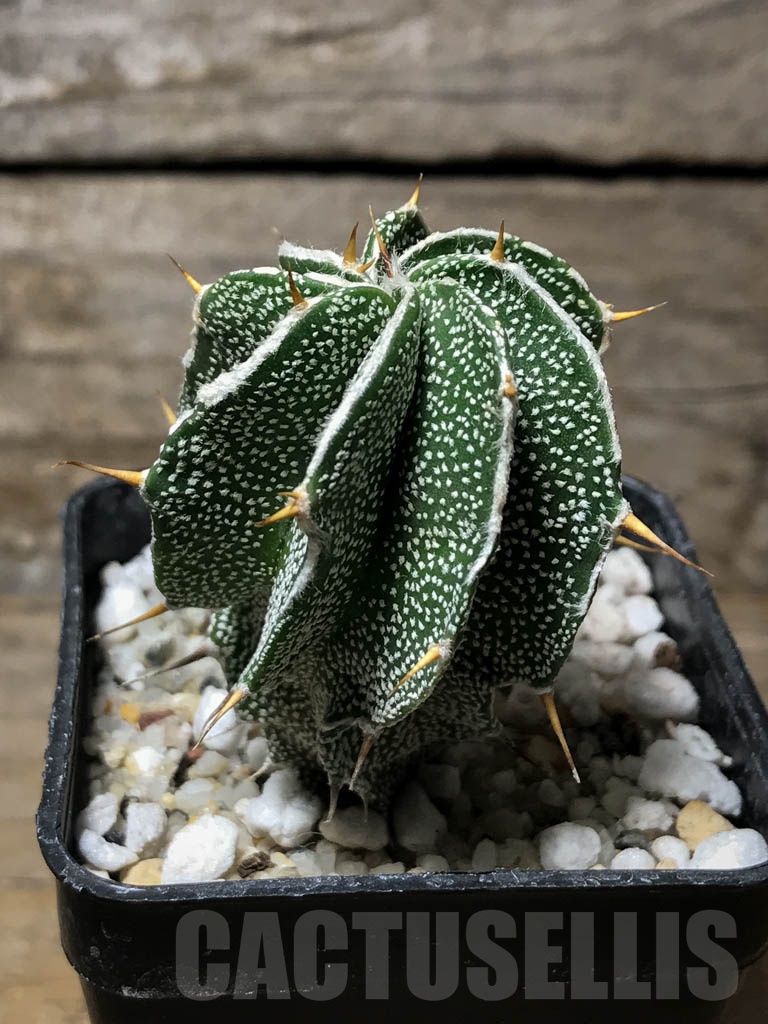 SHPR8593 Astrophytum ornatum - Image 2