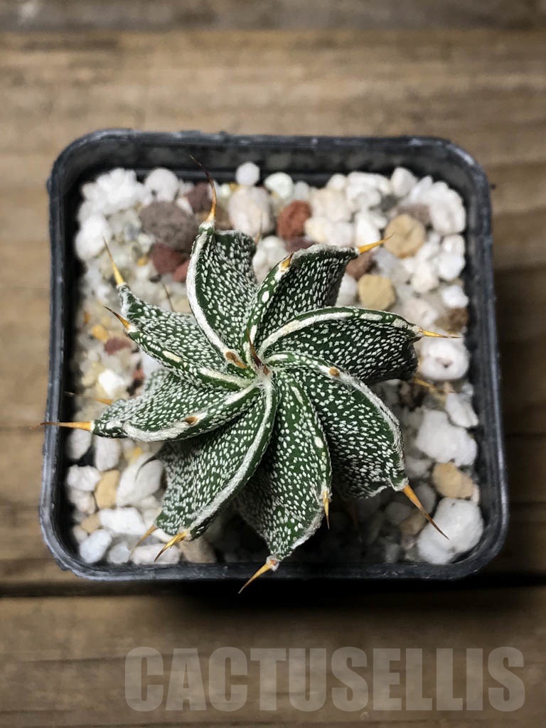 SHPR8593 Astrophytum ornatum