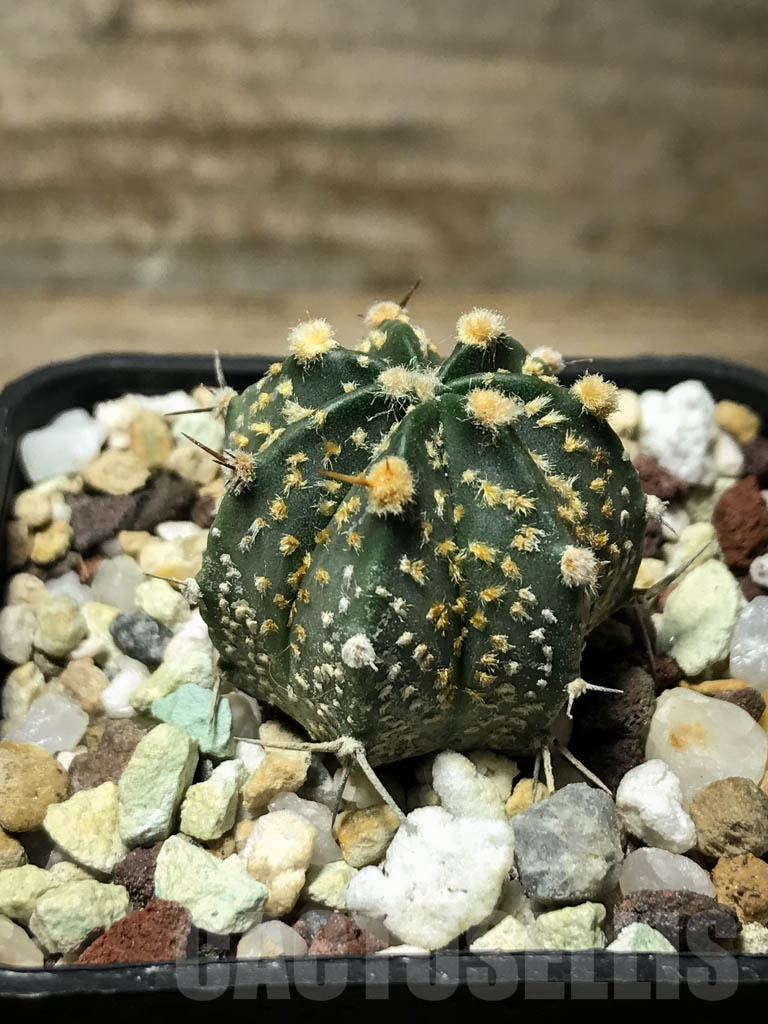 SHPR8594 Astrophytum asterias cv. Superkabuto ‘Gold’ x A. capricorne