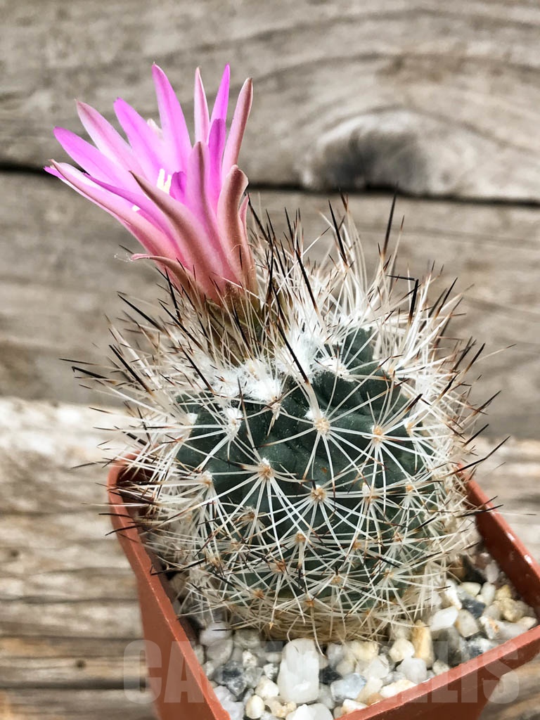 SHPR8611 Turbinicarpus mandragora subs. beguinii