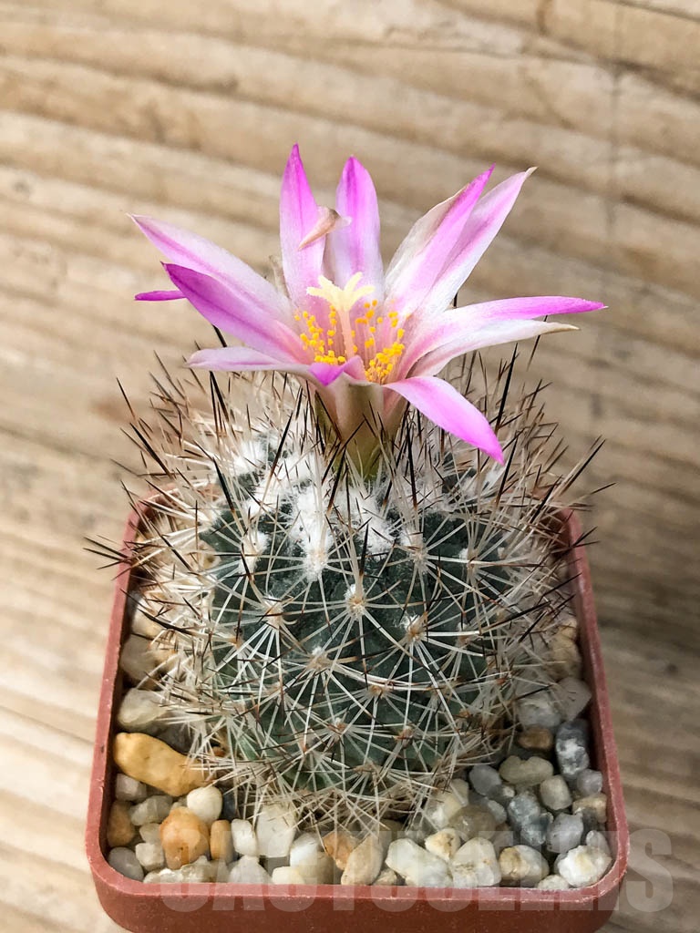 SHPR8612 Turbinicarpus mandragora subs. beguinii