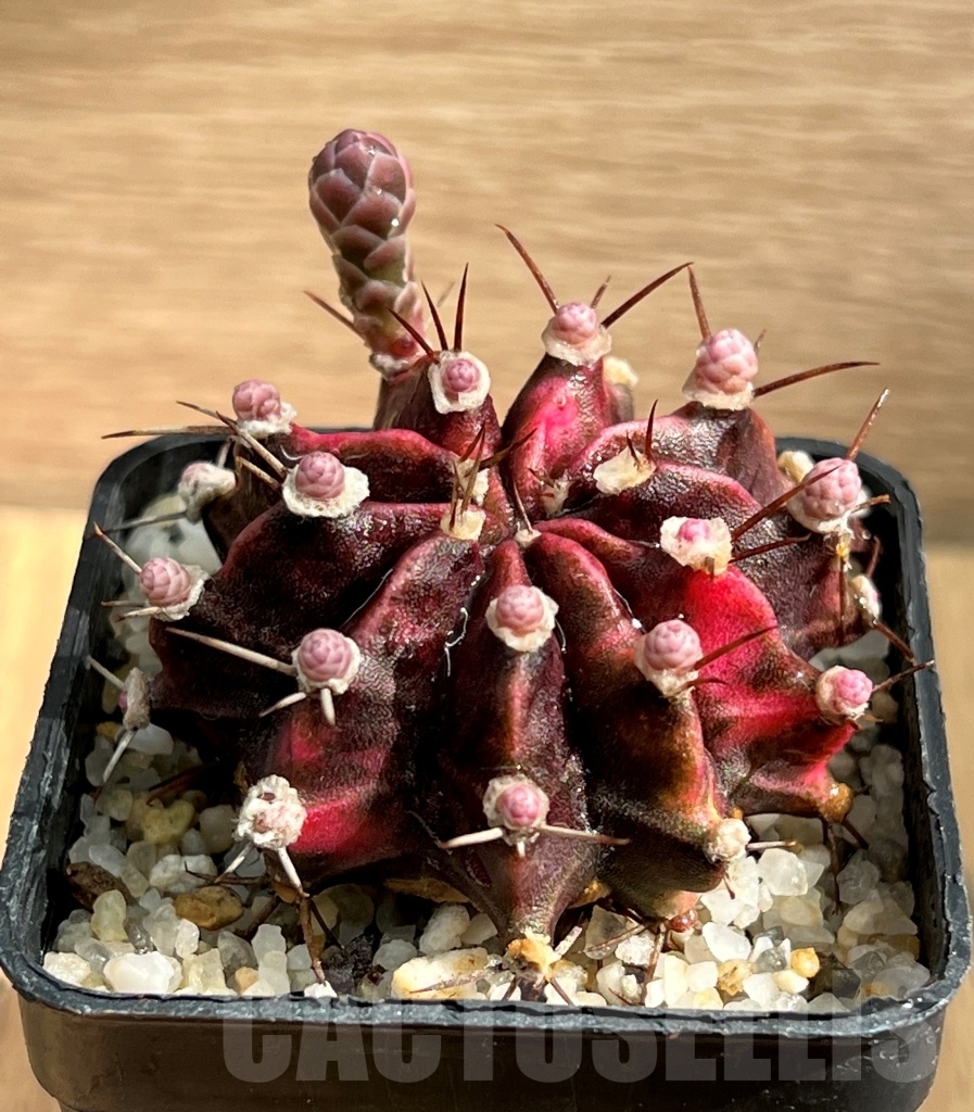 SHPR8720 Gymnocalycium michanovichi f. variegata