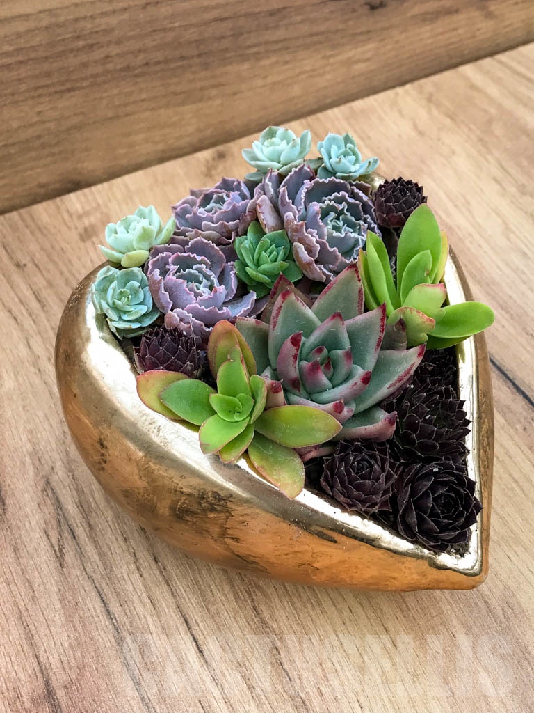CM111 Композиция сукулентни растения в керамична кашпа