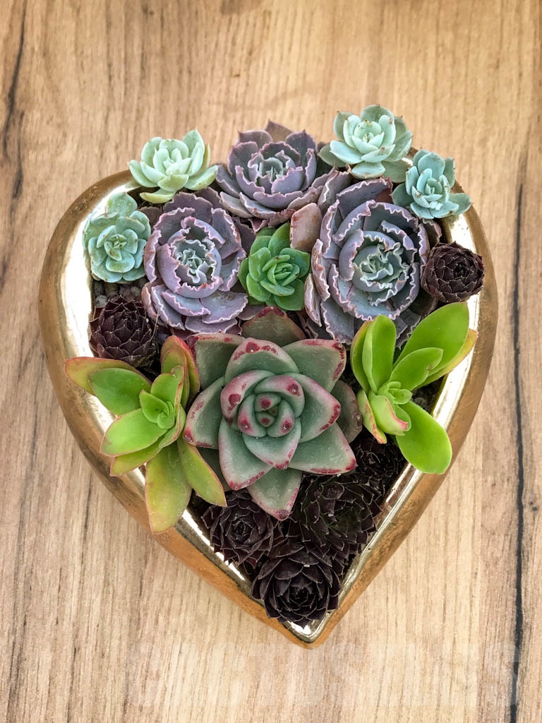 CM111 Композиция сукулентни растения в керамична кашпа - Image 3