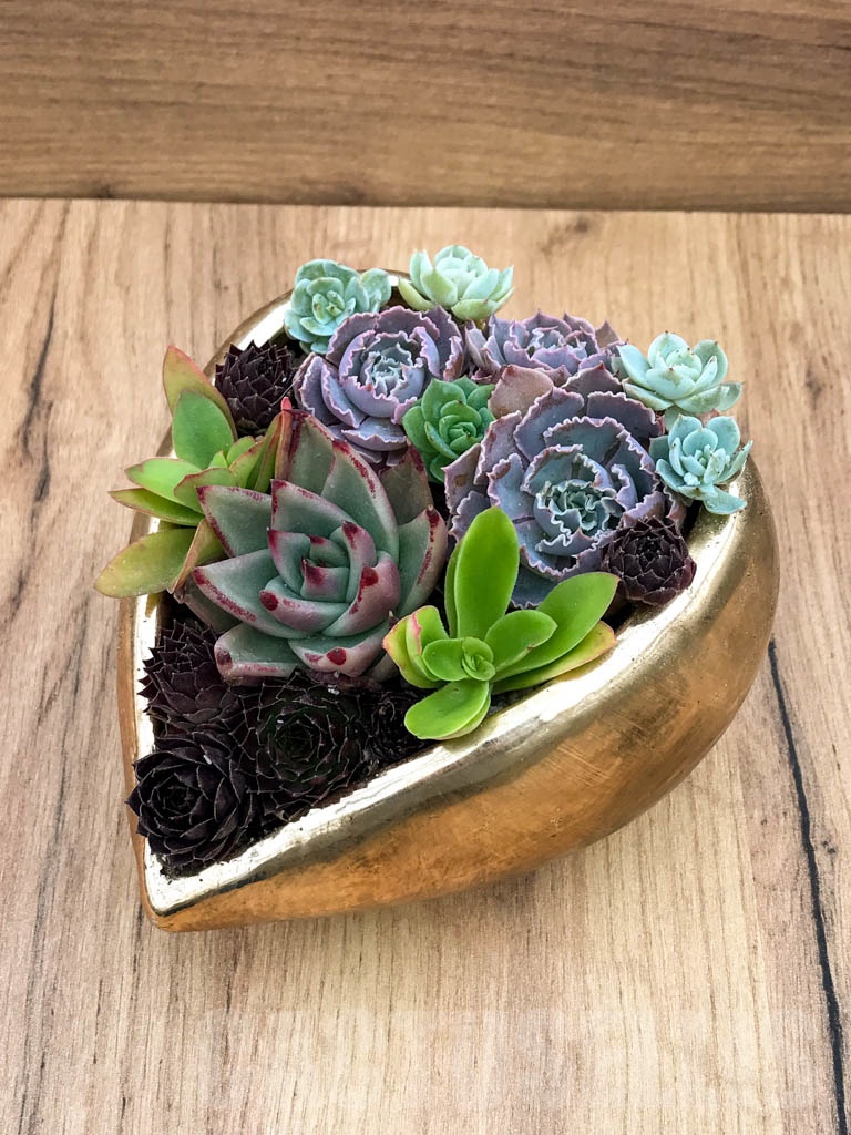 CM111 Композиция сукулентни растения в керамична кашпа - Image 4