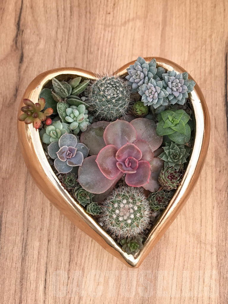 CM112 Композиция сукулентни растения в керамична кашпа - Image 3