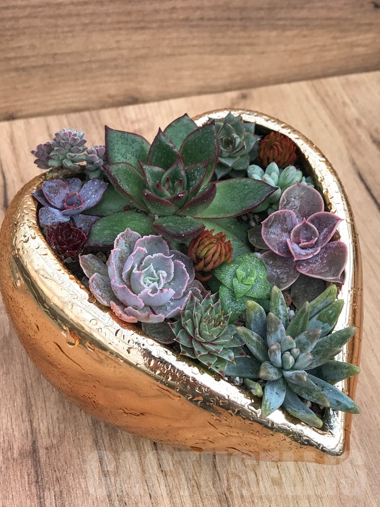 CM113 Композиция сукулентни растения в керамична кашпа