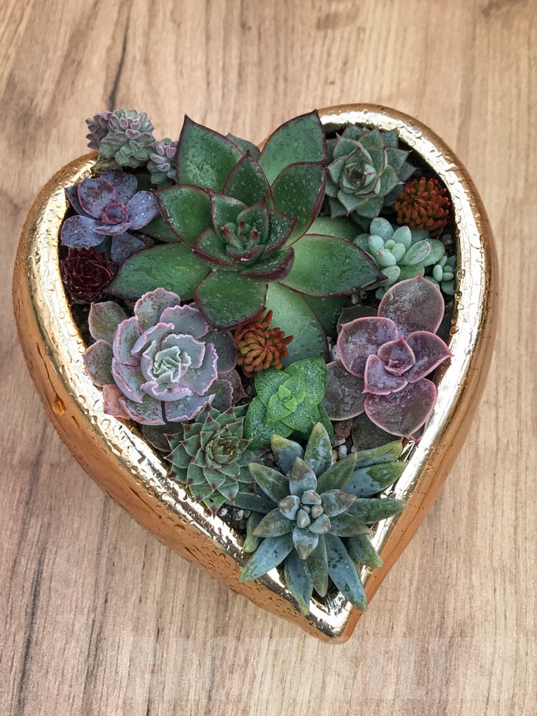 CM113 Композиция сукулентни растения в керамична кашпа - Image 3