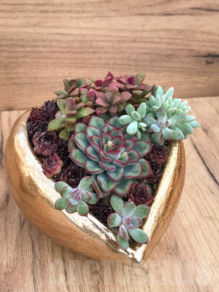 CM114 Композиция сукулентни растения в керамична кашпа - Image 2