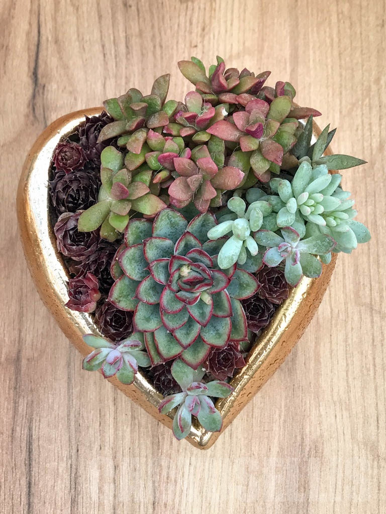 CM114 Композиция сукулентни растения в керамична кашпа