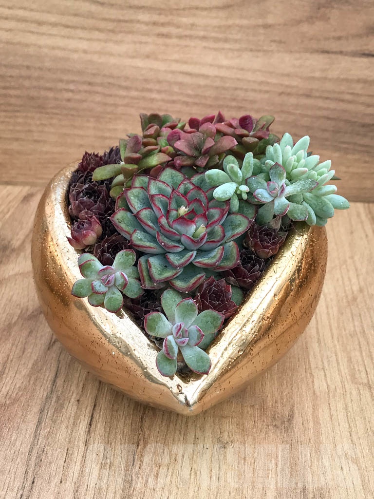 CM114 Композиция сукулентни растения в керамична кашпа - Image 4