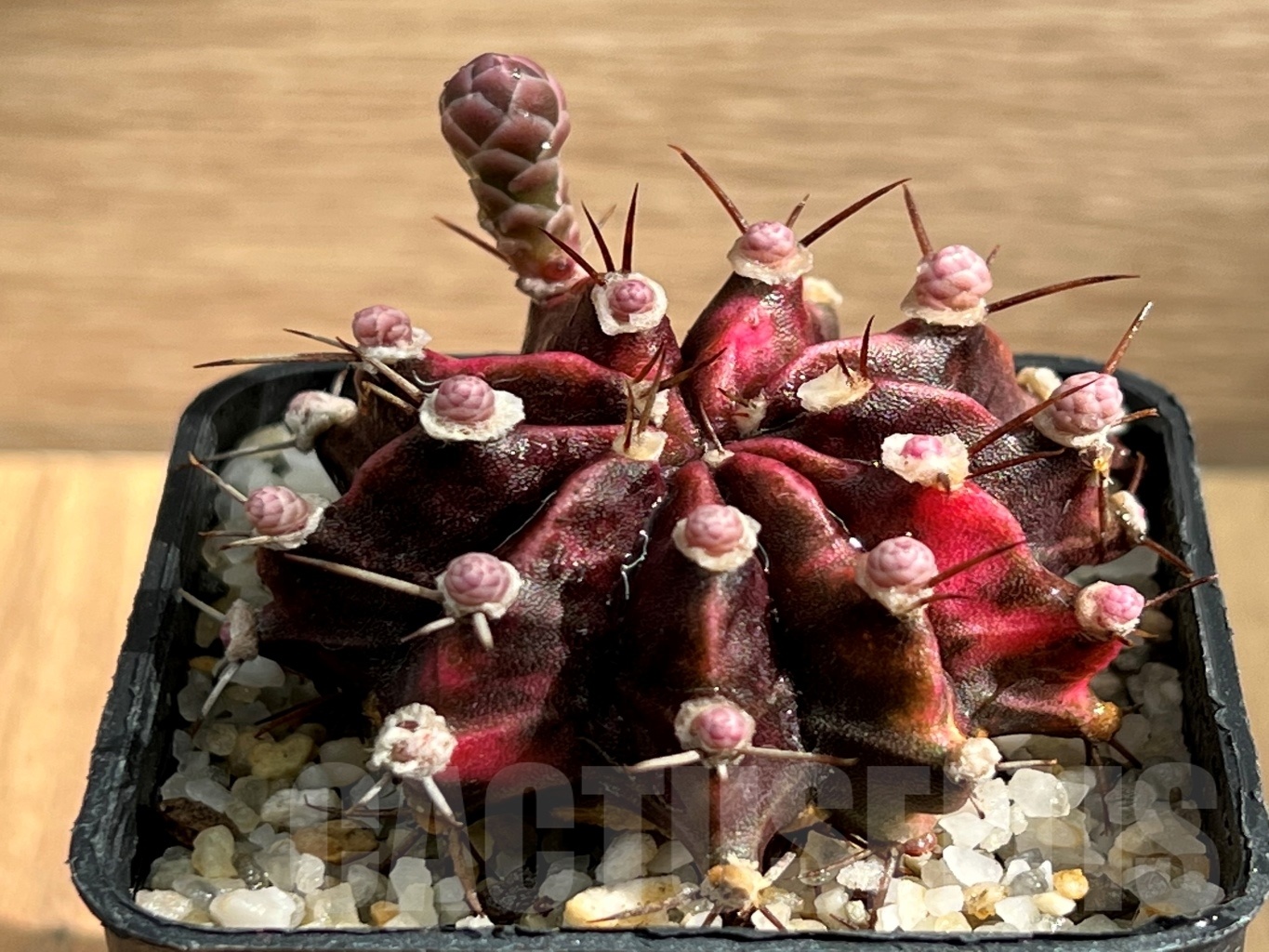 SHPR8720 Gymnocalycium michanovichi f. variegata - Image 2