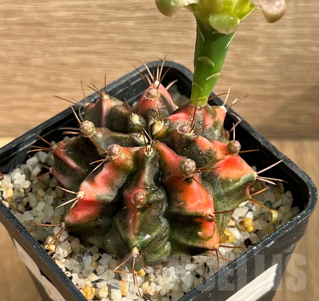 SHPR8721 Gymnocalycium friedrichii variegated - immagine 2