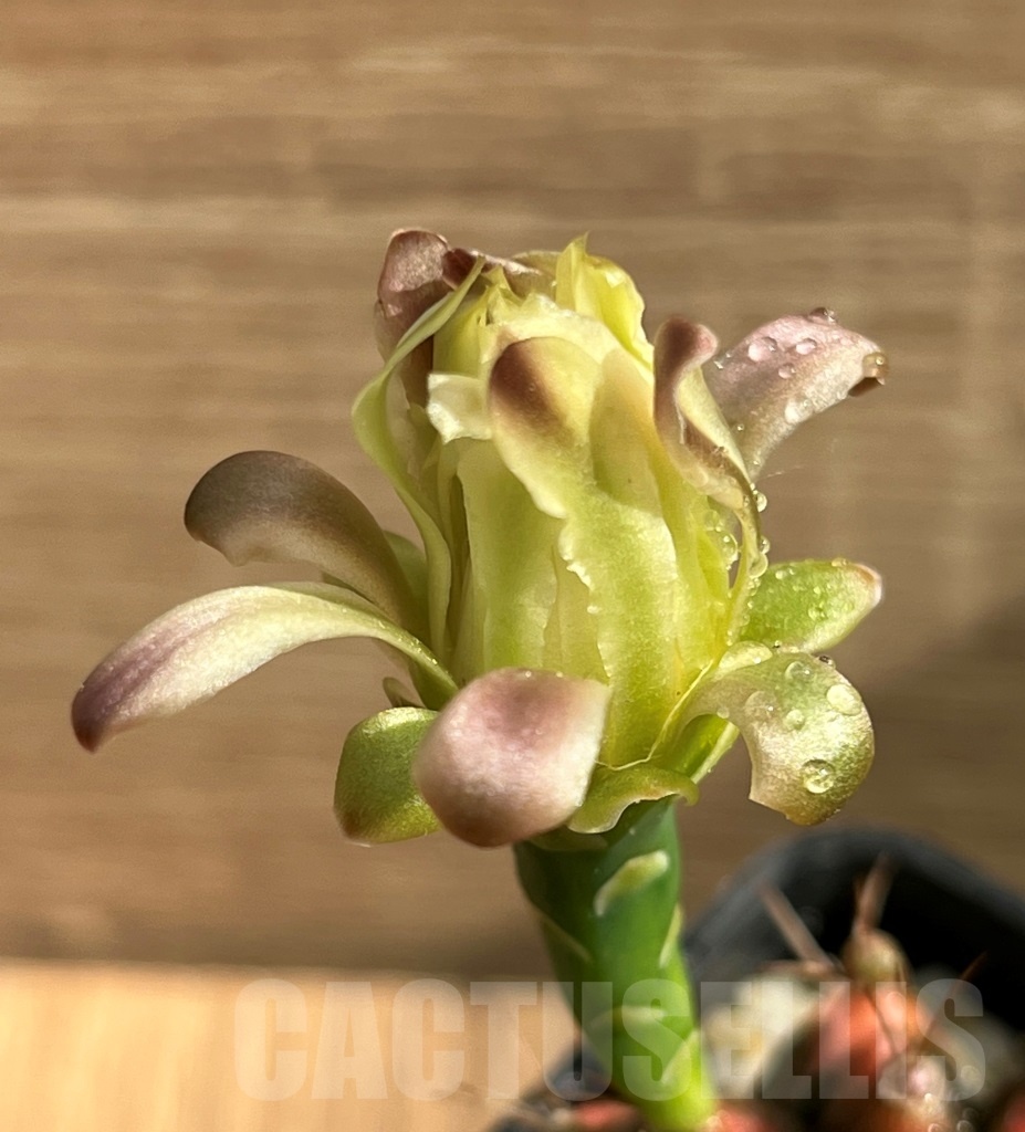 SHPR8721 Gymnocalycium friedrichii variegated - immagine 3