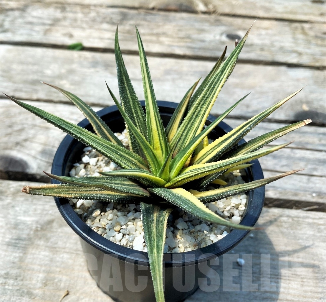 SHPR10823 Haworthia radula fa. variegata