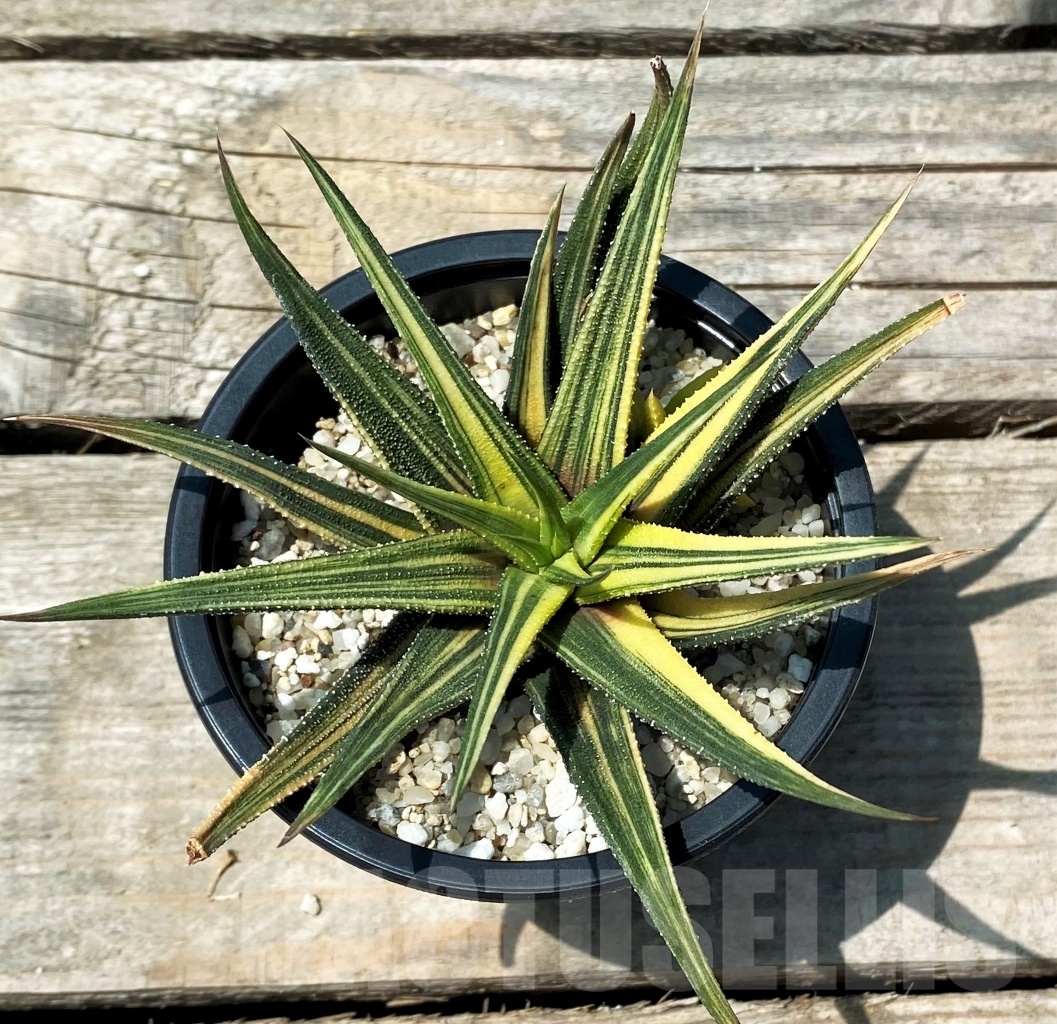 SHPR10823 Haworthia radula fa. variegata - Image 2
