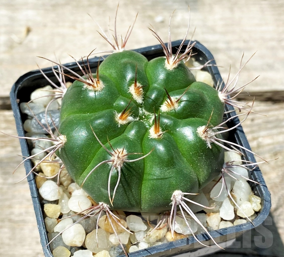 SHPR10775 Gymnocalycium valnicekianum