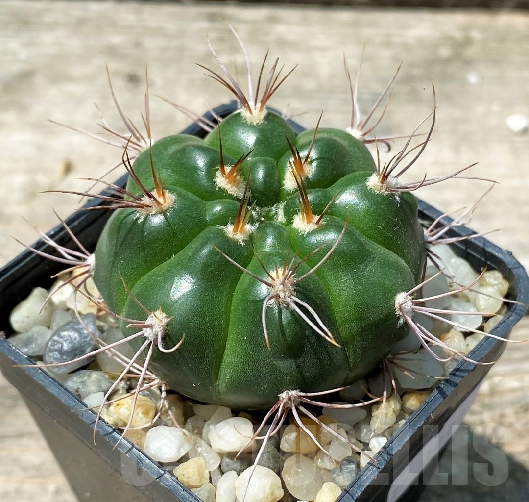 SHPR10775 Gymnocalycium valnicekianum - Зображення 2