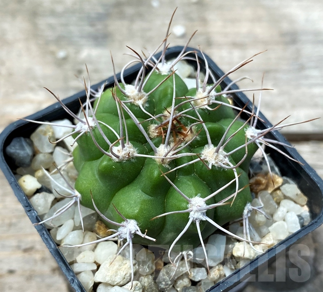 SHPR10778 Gymnocalycium valnicekianum
