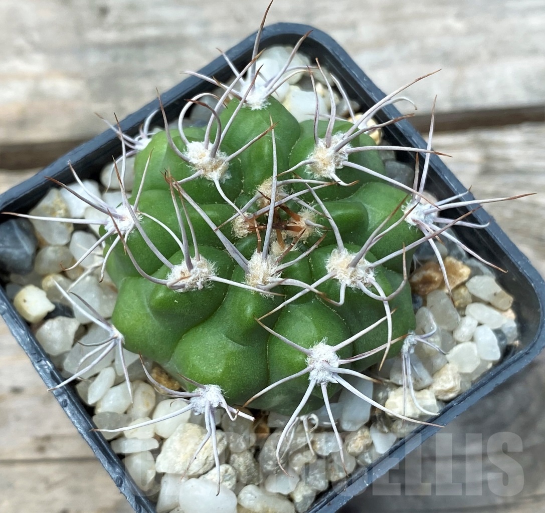 SHPR10778 Gymnocalycium valnicekianum - Зображення 2