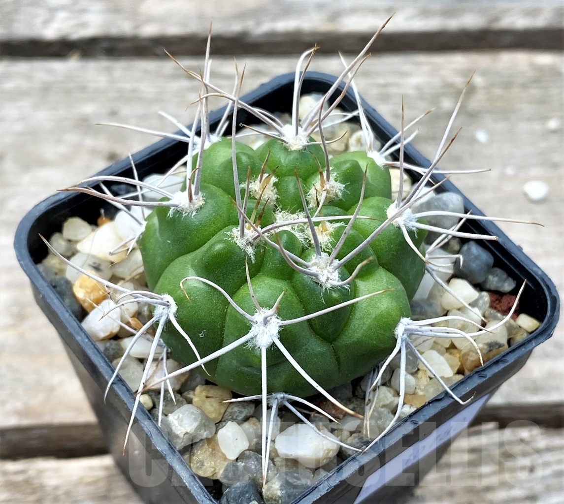 SHPR10780 Gymnocalycium valnicekianum