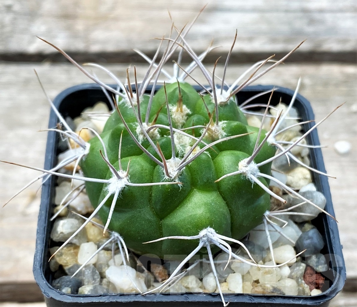 SHPR10780 Gymnocalycium valnicekianum – Bild 2