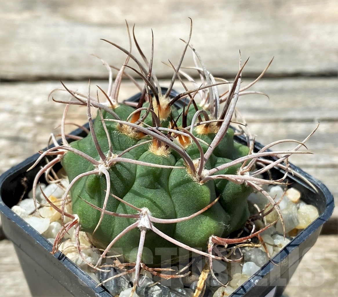 SHPR10782 Gymnocalycium valnicekianum