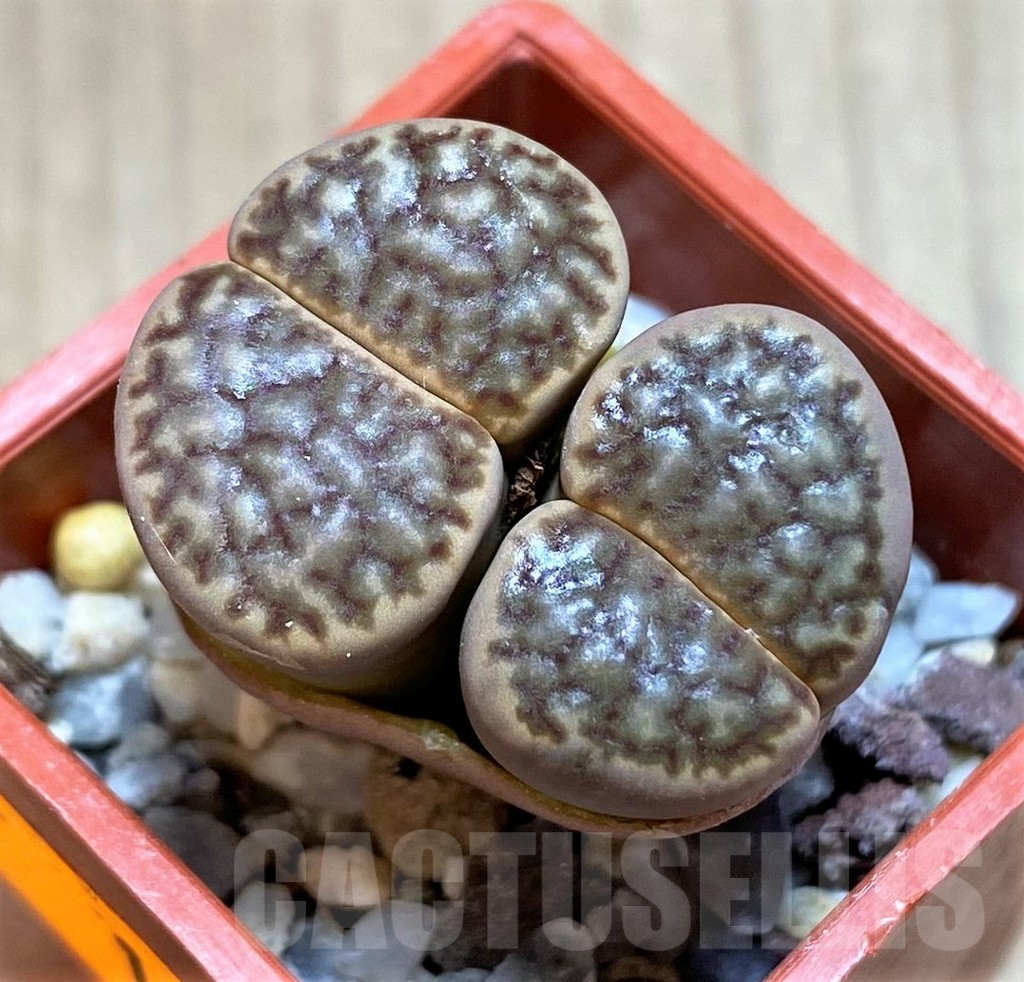 SH1019 Lithops bromfieldii v. bromfieldii C368 -25 km SE of Upington, South Africa-