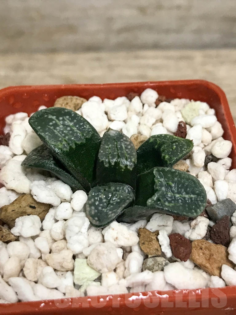SHPR8693 Haworthia groenewaldii