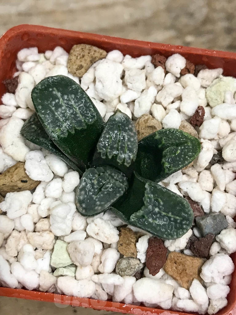 SHPR8693 Haworthia groenewaldii - Image 3