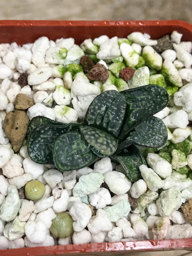 SHPR8693 Haworthia groenewaldii - Image 4