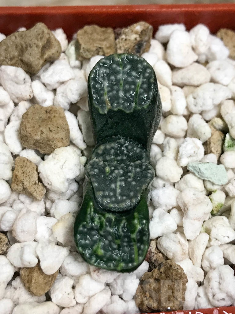 SHPR8693 Haworthia groenewaldii - Image 5