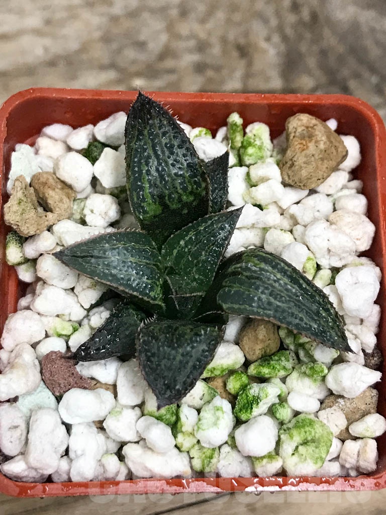 SHPR8697 Haworthia cv. Benitora A HSX-22, cactus Nishi