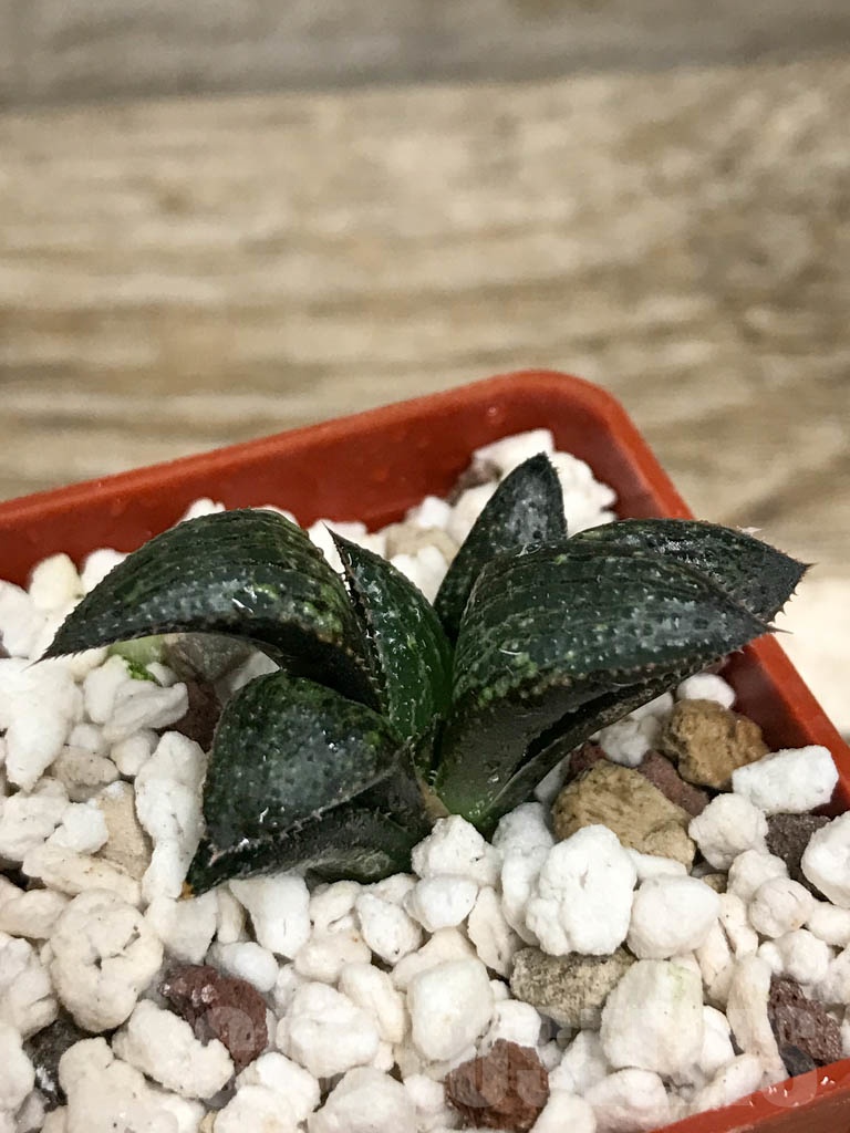 SHPR8697 Haworthia cv. Benitora A HSX-22, cactus Nishi - immagine 3