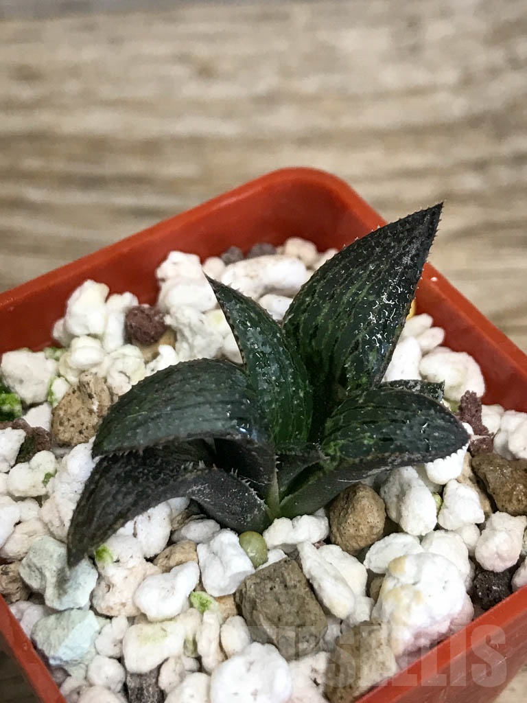 SHPR8697 Haworthia cv. Benitora A HSX-22, cactus Nishi - immagine 4