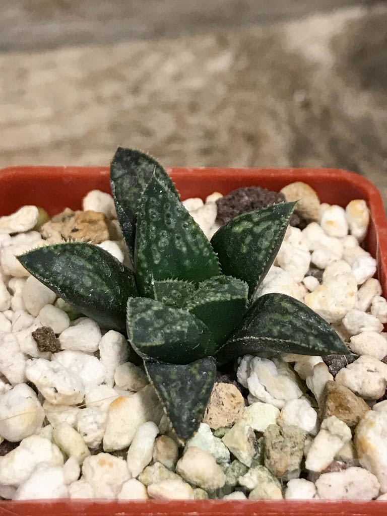 SHPR8703 Haworthia splendens 'Kotohime' - Image 2
