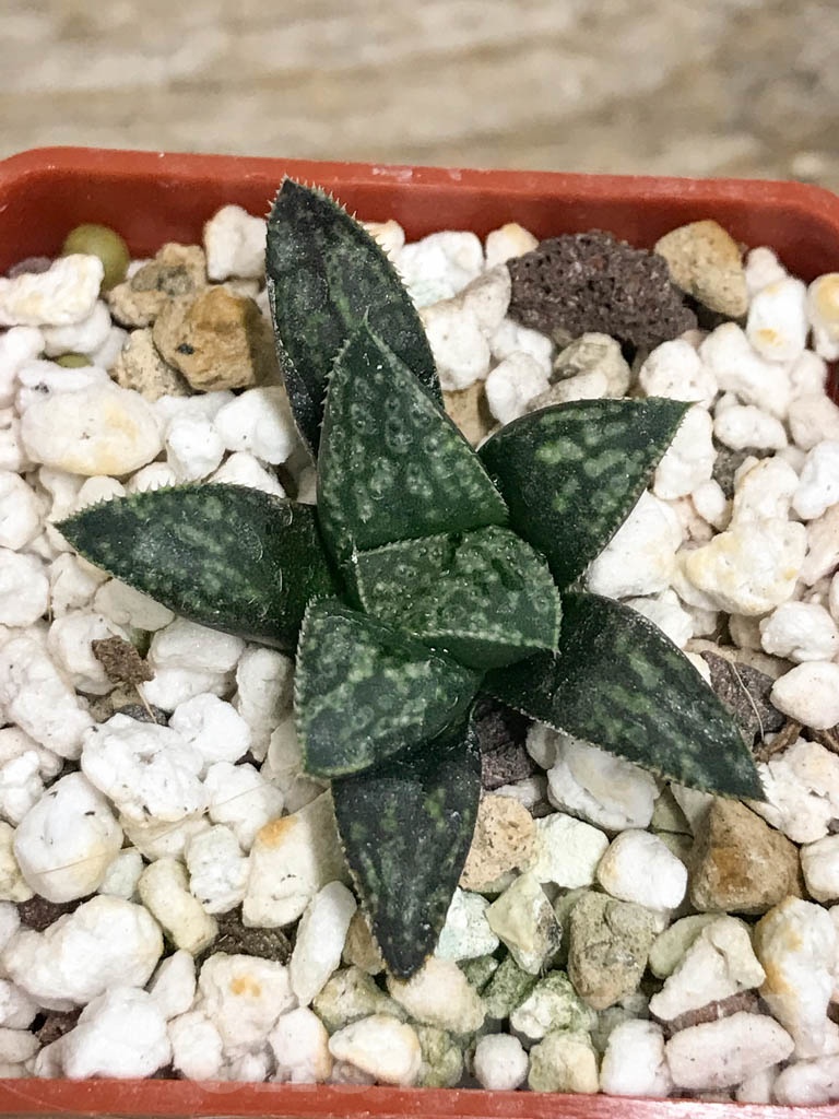 SHPR8703 Haworthia splendens 'Kotohime' - Image 3